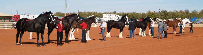 Draft Horse Show 2010-003.jpg (60824 bytes)