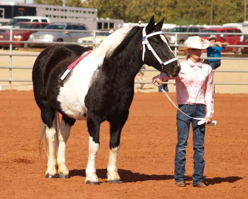 Draft Horse Show 2010-004.jpg (69727 bytes)