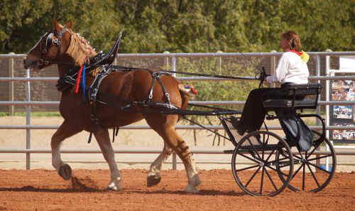 Draft Horse Show 2010-005.jpg (66481 bytes)