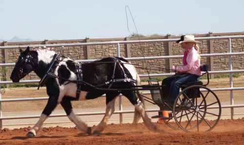 Draft Horse Show 2010-006.jpg (58080 bytes)