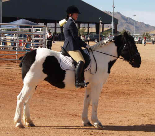 Draft Horse Show 2010-009.jpg (76746 bytes)
