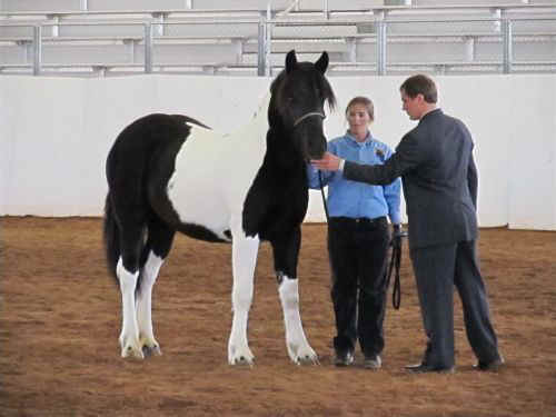 DraftHorseShow2011-002.jpg (43888 bytes)