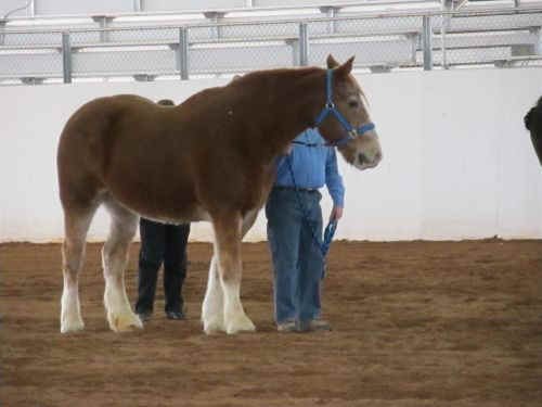 DraftHorseShow2011-003.jpg (40059 bytes)