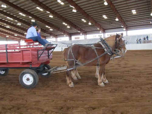 DraftHorseShow2011-004.jpg (52979 bytes)