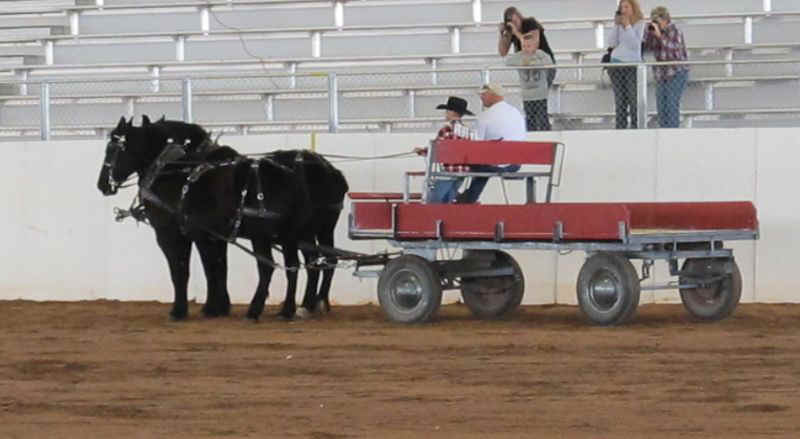 DraftHorseShow2011-006.jpg (63216 bytes)