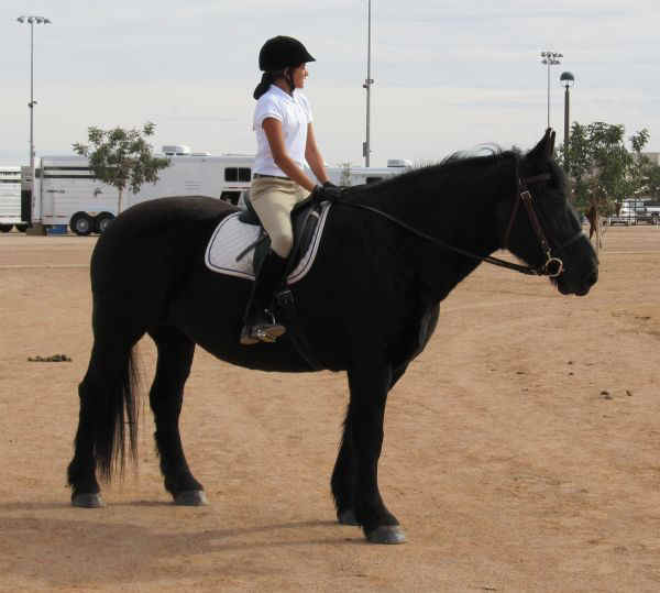 DraftHorseShow2011-Charm-N.jpg (27480 bytes)