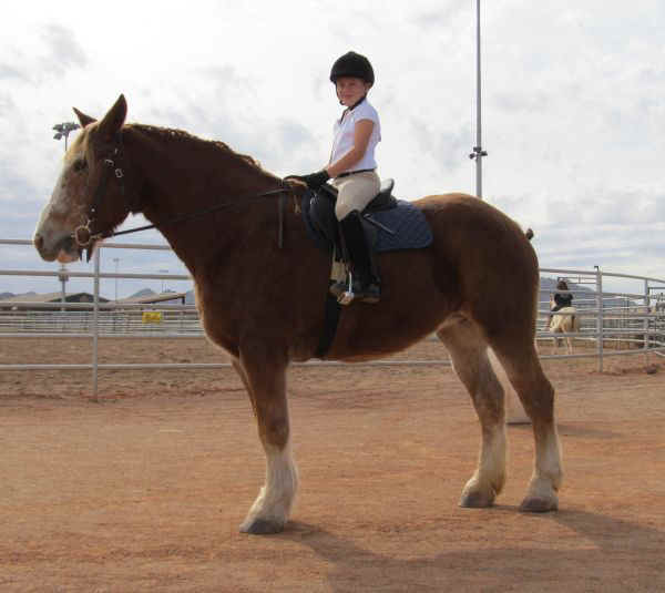 DraftHorseShow2011-Ruby.jpg (25792 bytes)