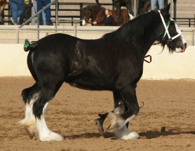 Show-Black Clyde.jpg (24466 bytes)