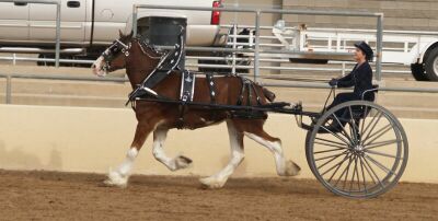 Show-Clyde Cart 02.jpg (19634 bytes)