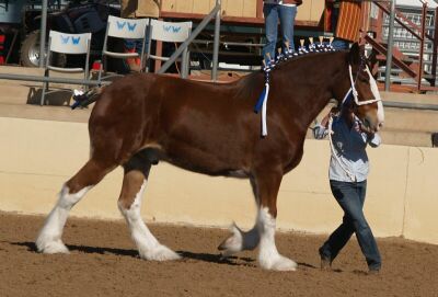 Show-Clydesdale.jpg (23981 bytes)