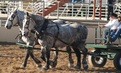 Show-Grey Percheron.jpg (33387 bytes)
