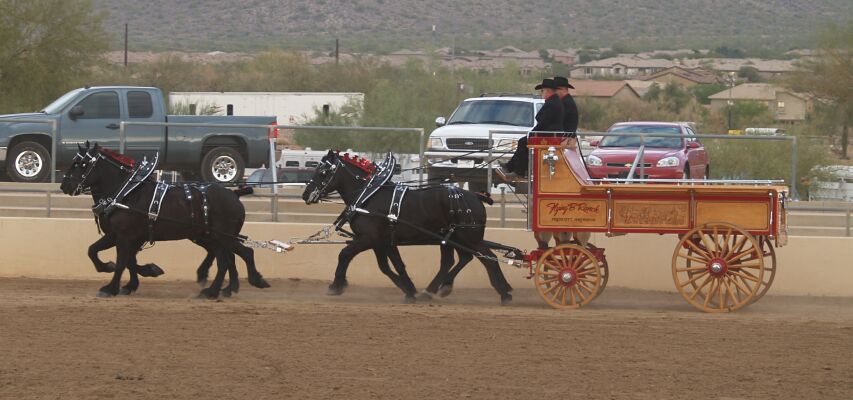 Show-Percheron Wagon.jpg (64134 bytes)
