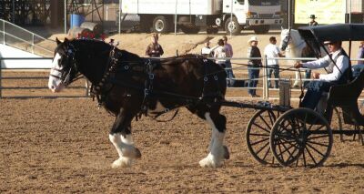 Show-Shire Cart.jpg (27840 bytes)