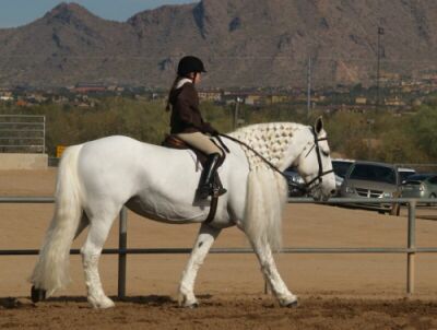 Show-White Percheron.jpg (21424 bytes)